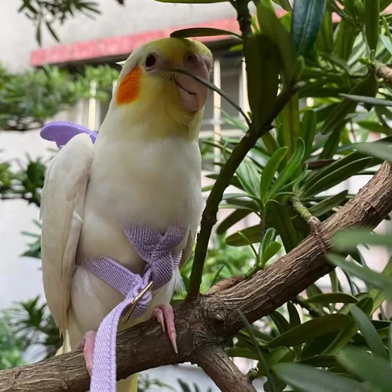 Parrot Flying Harness Leash - Outdoor Flight Training Rope for Cockatiels